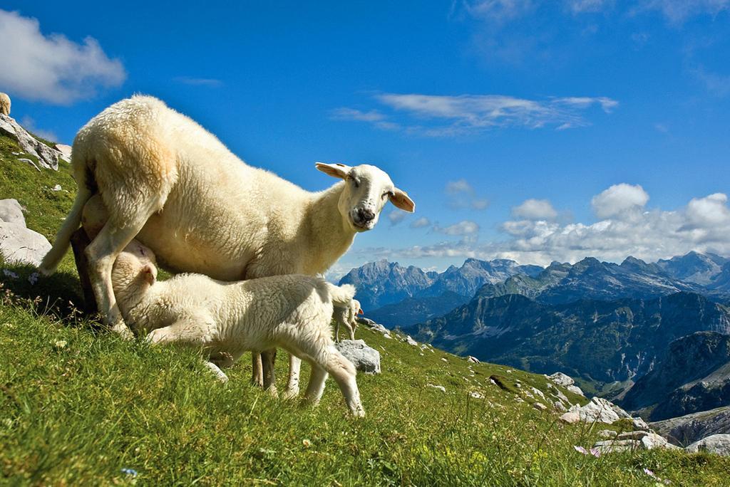 Tourist Farm Kranjc Villa Kobarid Eksteriør bilde