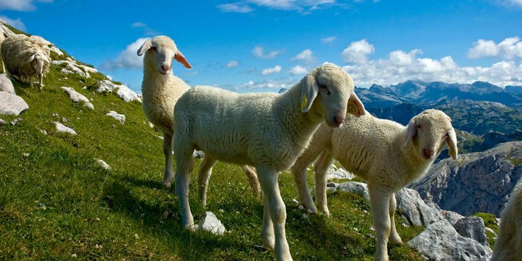 Tourist Farm Kranjc Villa Kobarid Eksteriør bilde